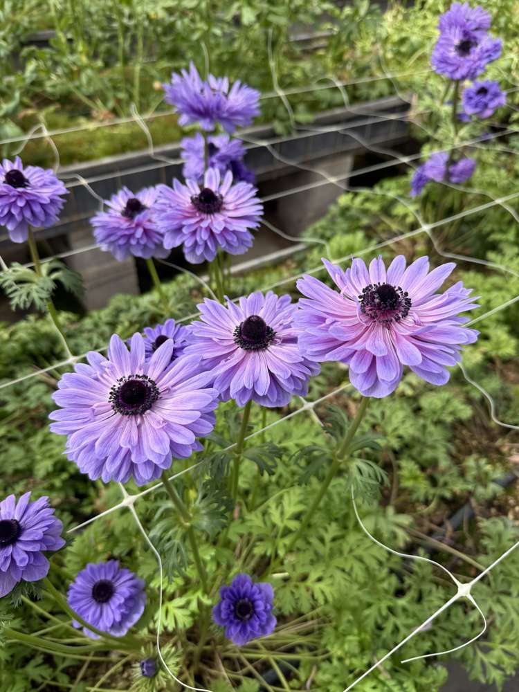 Anemon 'Levante Blu'